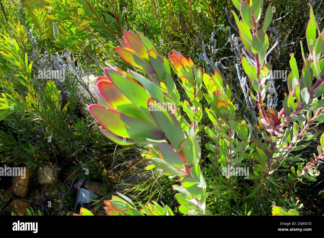 Sun Conebushes (Nucifera) Plantae Stock Photo
