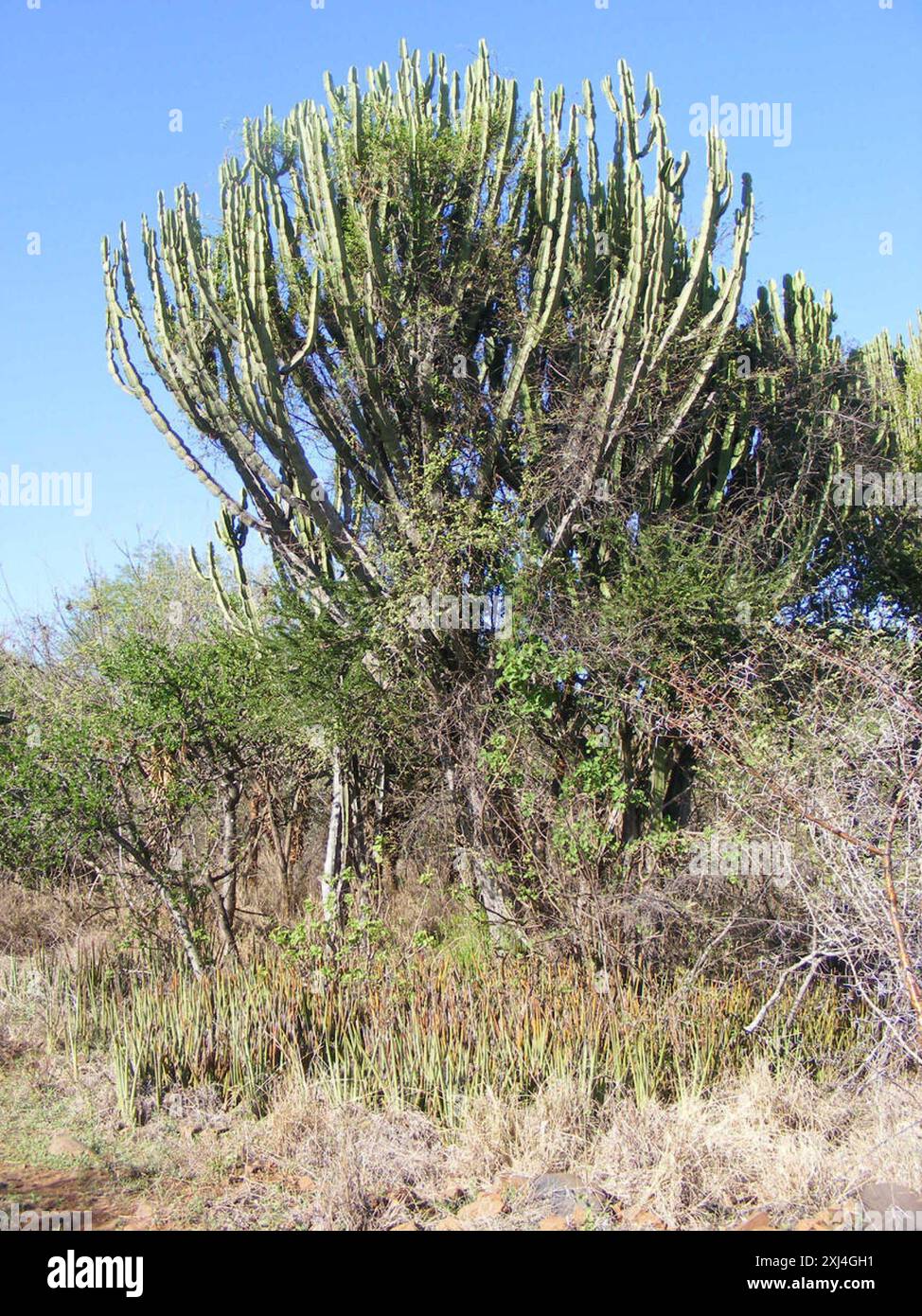Mukonde Tree Common Tree Euphorbia (Euphorbia ingens) Plantae Stock Photo - Alamy