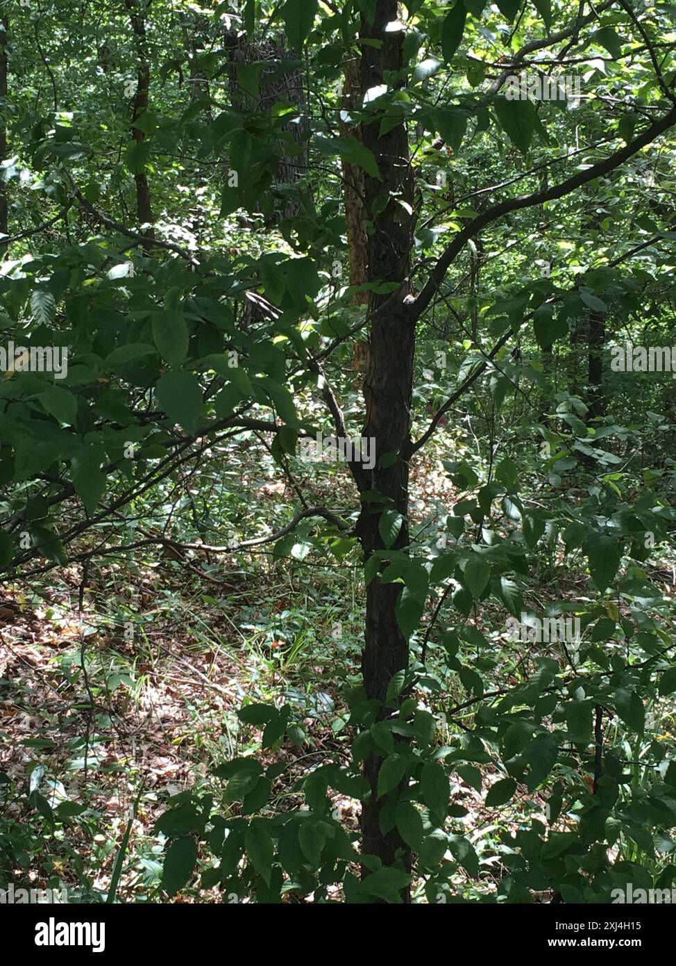 American hophornbeam (Ostrya virginiana) Plantae Stock Photo Alamy