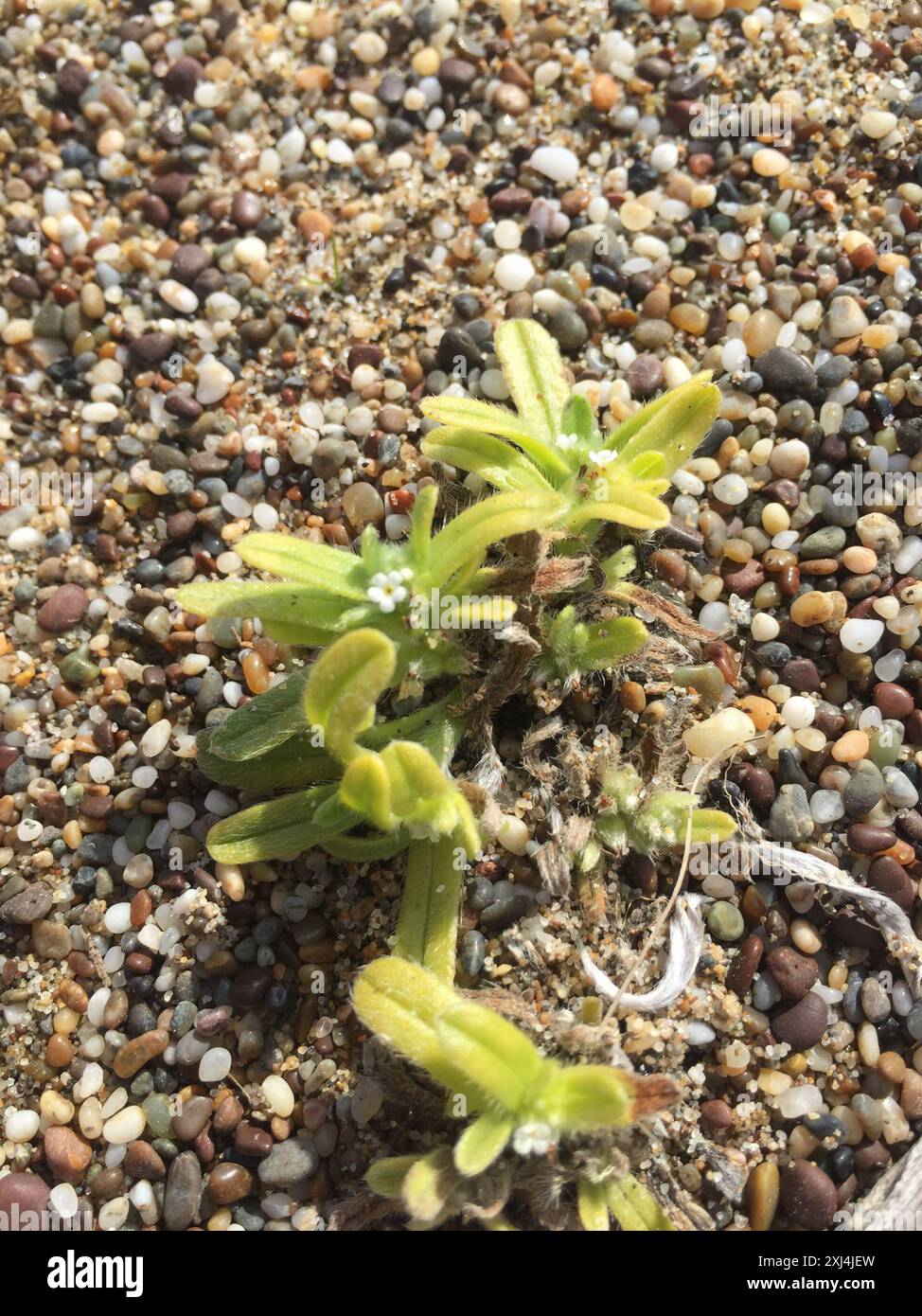 Cryptantha leiocarpa hi-res stock photography and images - Alamy