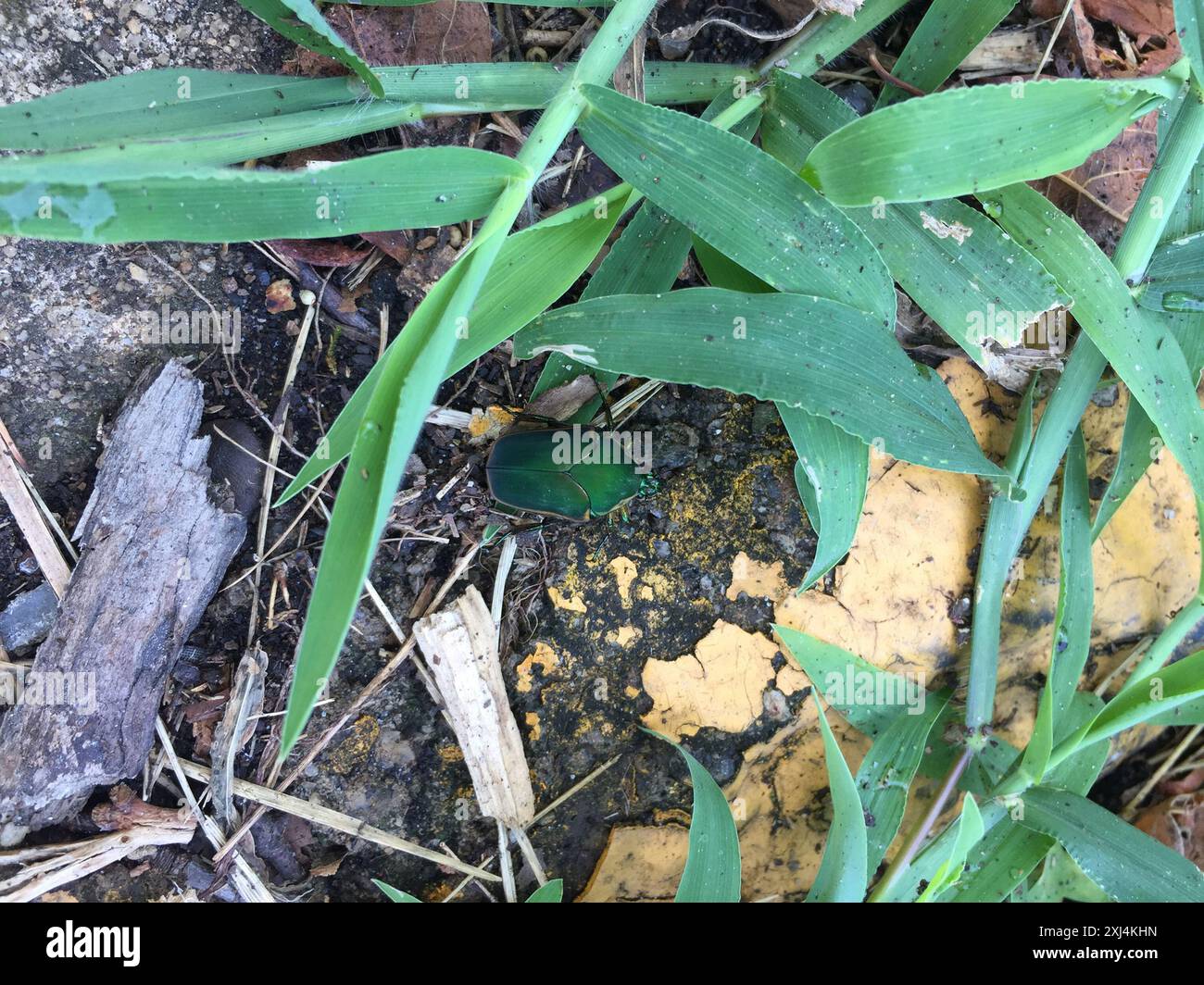 Common green june beetle cotinis nitida insecta stock photo alamy
