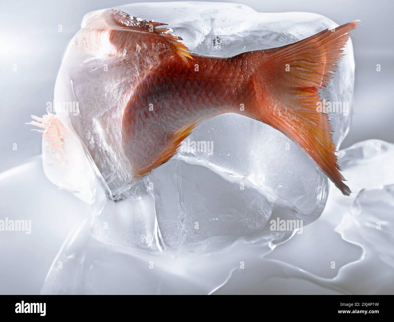 Fish preserves hi-res stock photography and images - Alamy