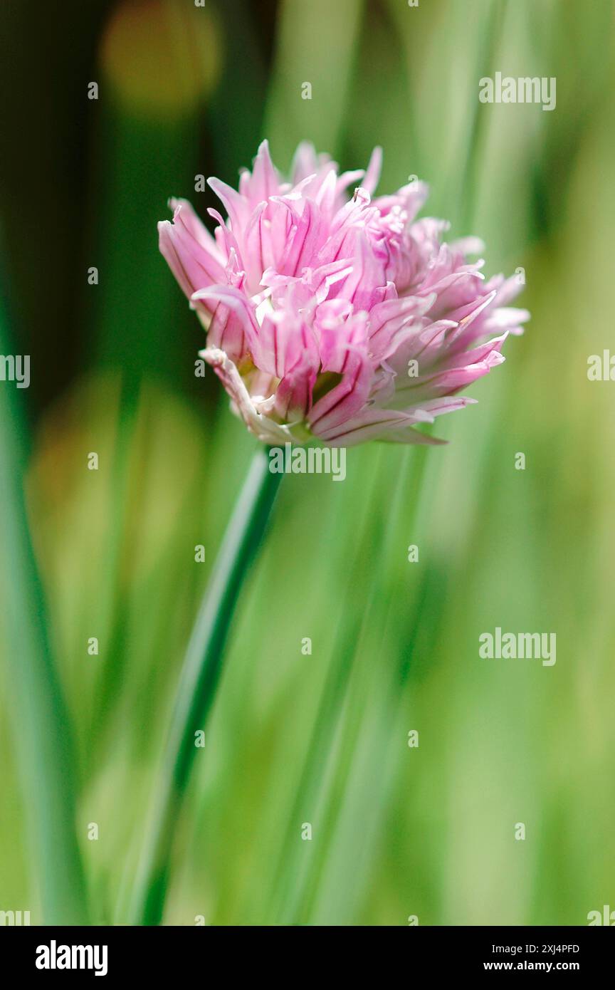 Chive field hi-res stock photography and images - Alamy