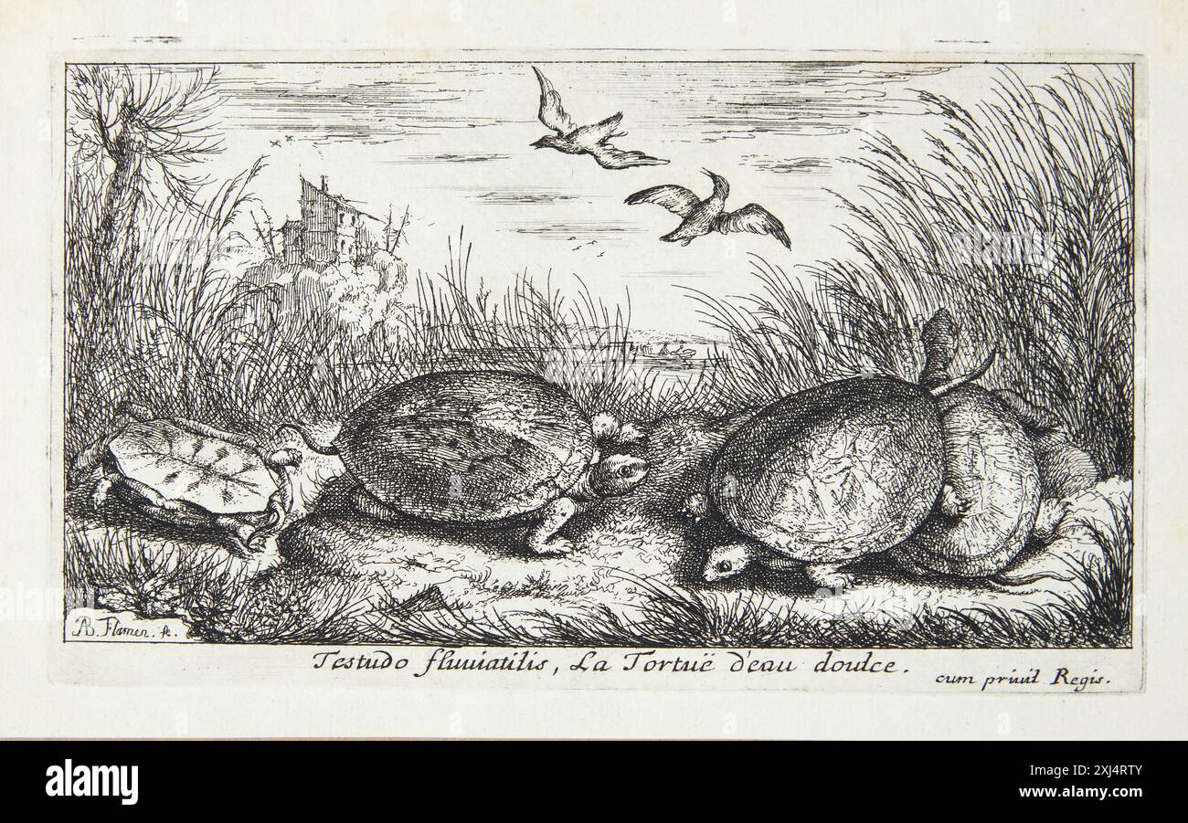 Etching by Albert Flamen showing a freshwater turtle (Testudo ...