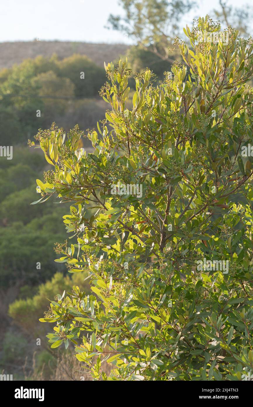 Toyon (Heteromeles arbutifolia) Plantae Stock Photo - Alamy