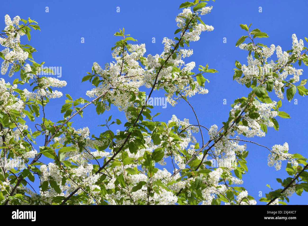 Blooming bird cherry tree against blue sky Stock Photo