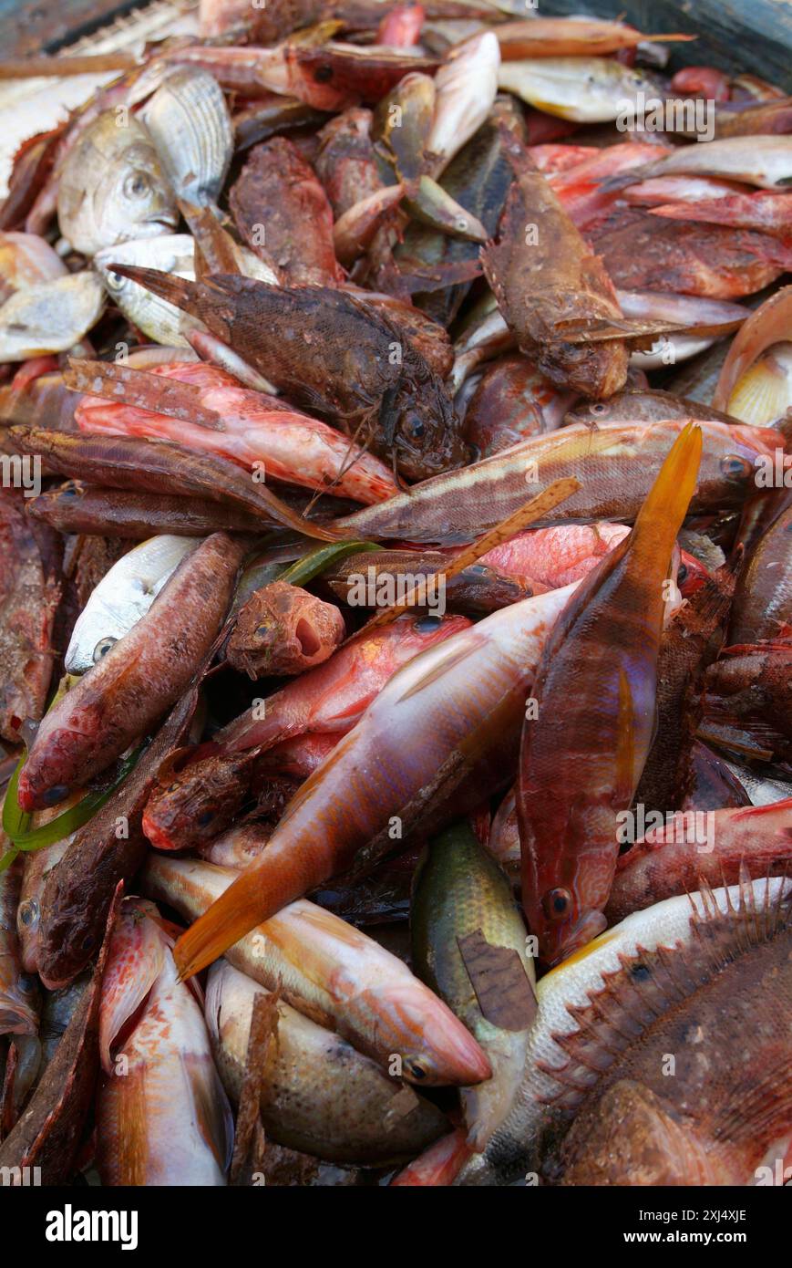 Rock fish stall Stock Photo - Alamy