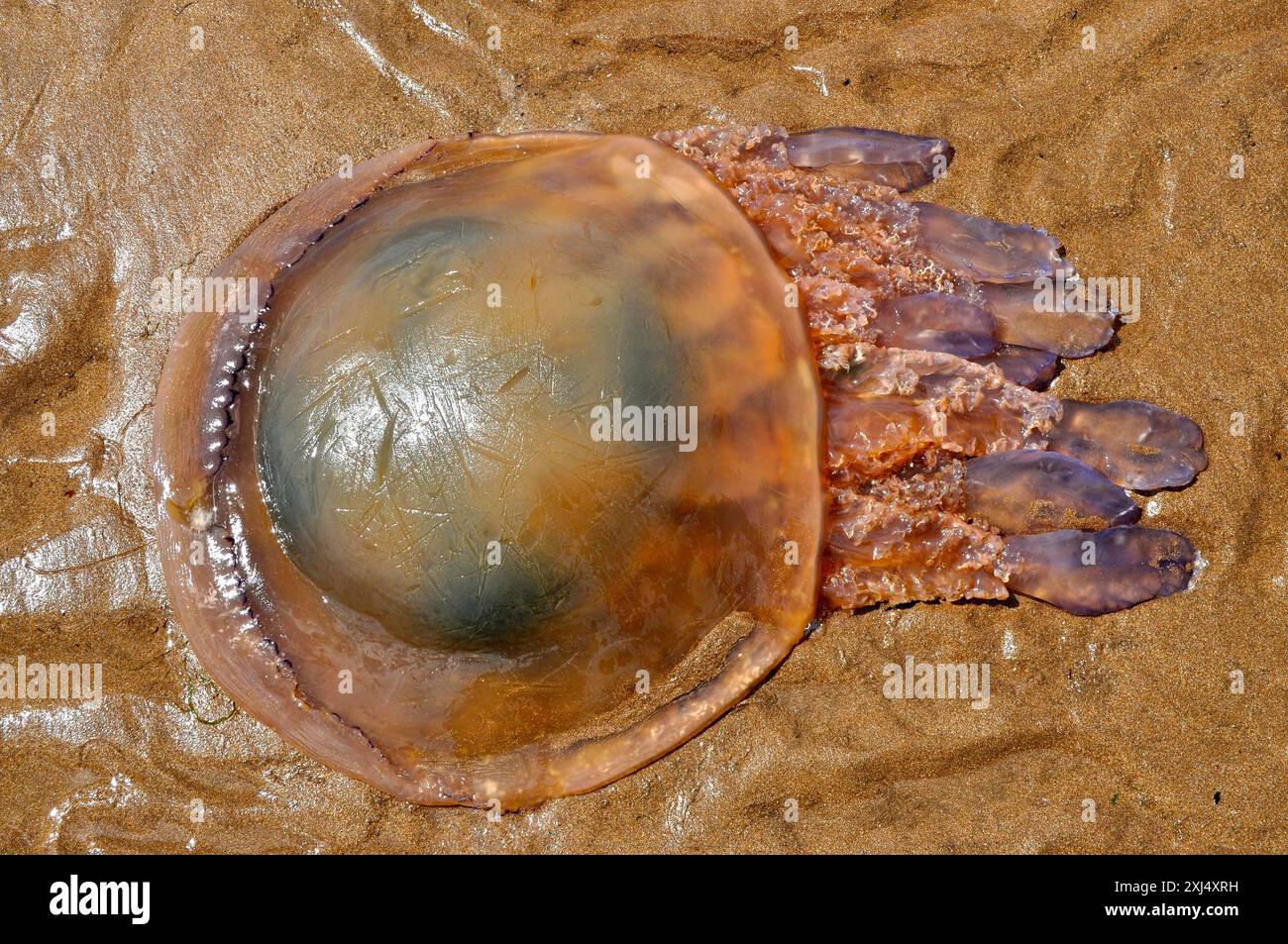 Stranded jellyfish hi-res stock photography and images