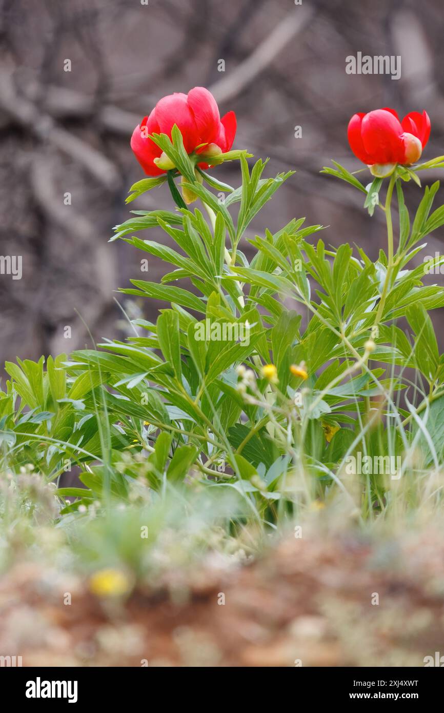 Parthenia Spring Paeonia peregrina bysantina red spring flower blooming after the ...
