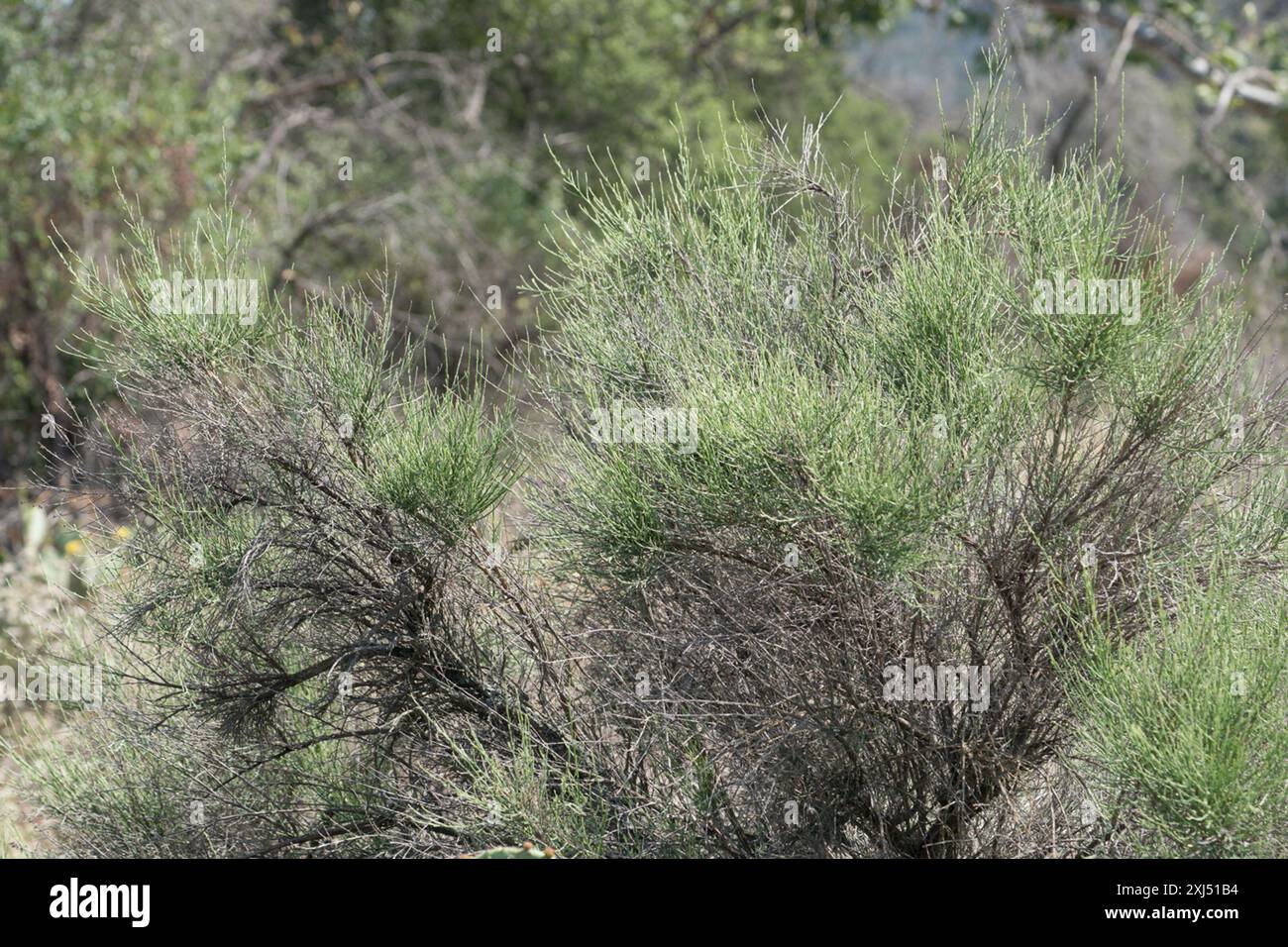 California Broomsage (Lepidospartum squamatum) Plantae Stock Photo - Alamy