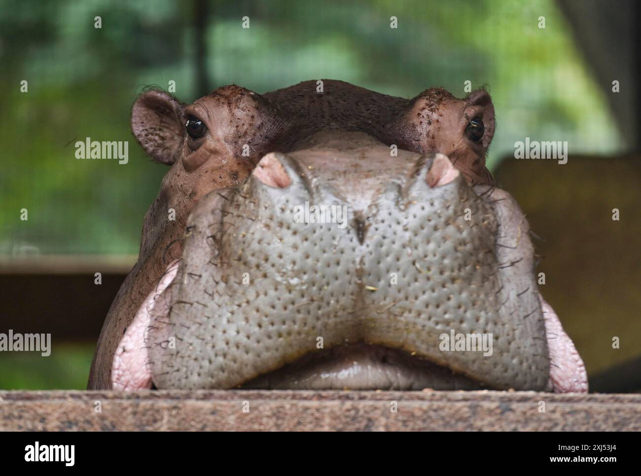 A Hippopotamus inside an enclosure at Assam State Zoo in Guwahati, Assam, India on 21 Nov. 2020 Stock Photo