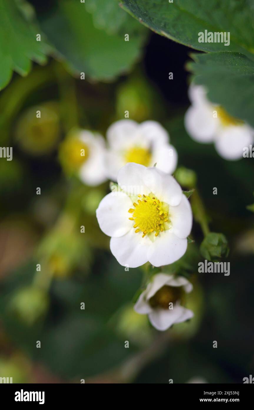 Strawberry tree flower hi-res stock photography and images - Alamy