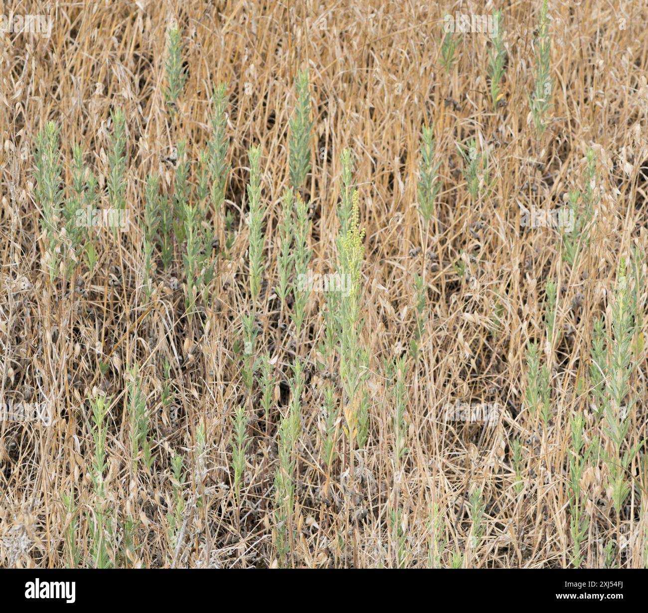 Ragweeds (Ambrosia) Plantae Stock Photo - Alamy