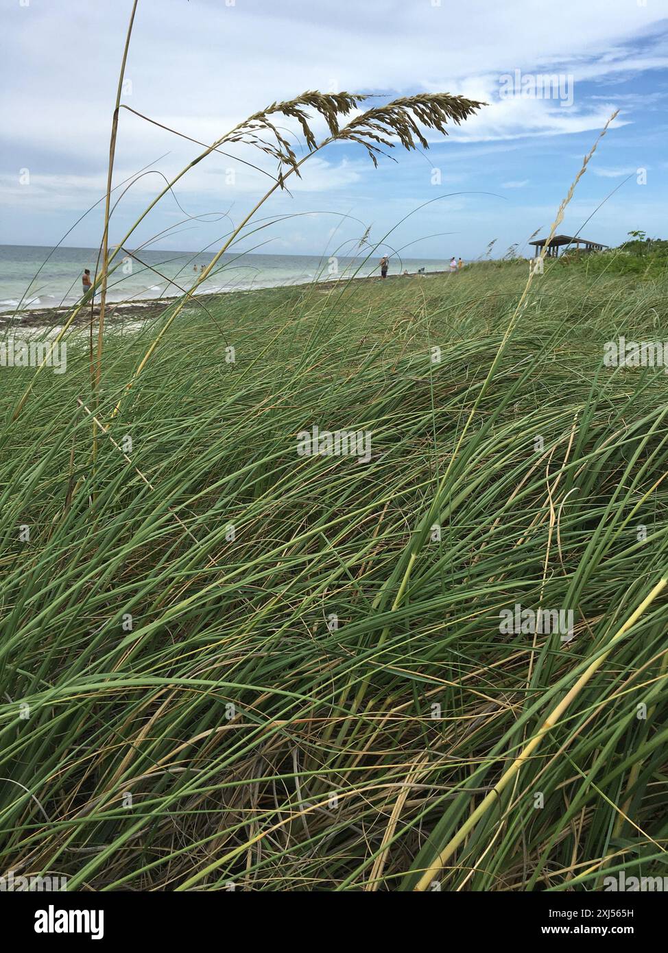Uniola sea oats (Uniola paniculata) Plantae Stock Photo - Alamy