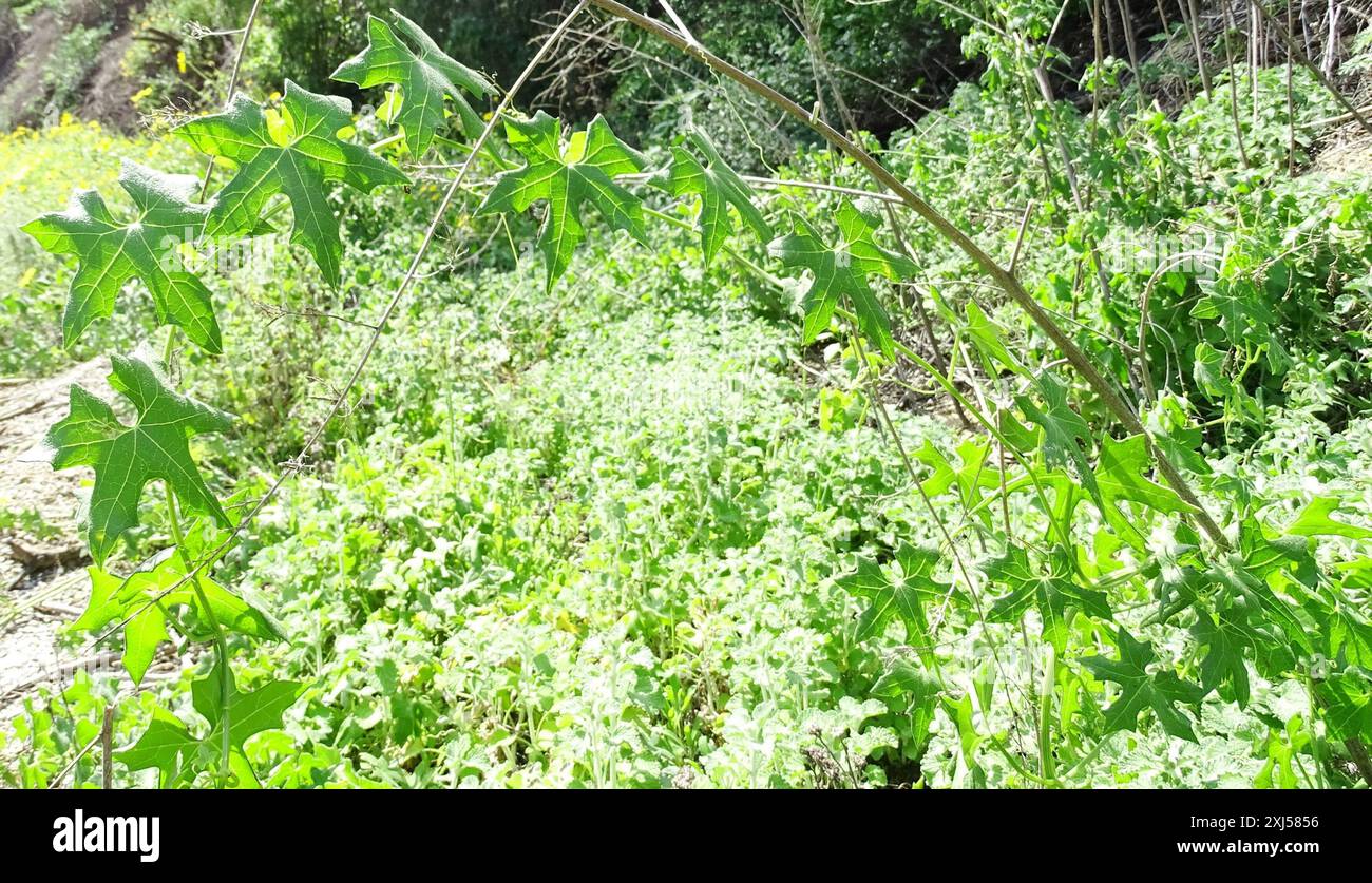 Chilicothe (Marah macrocarpa) Plantae Stock Photo Alamy