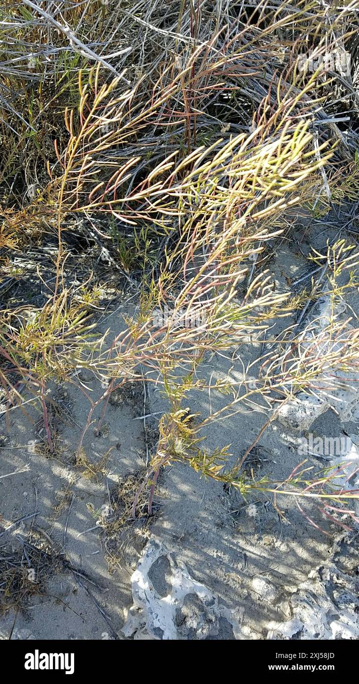 Saltgrass (Distichlis spicata) Plantae Stock Photo