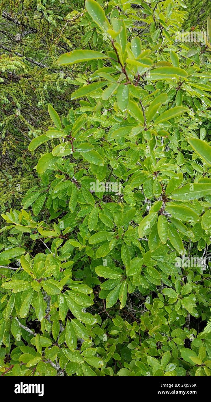 Mountain holly (Ilex mucronata) Plantae Stock Photo