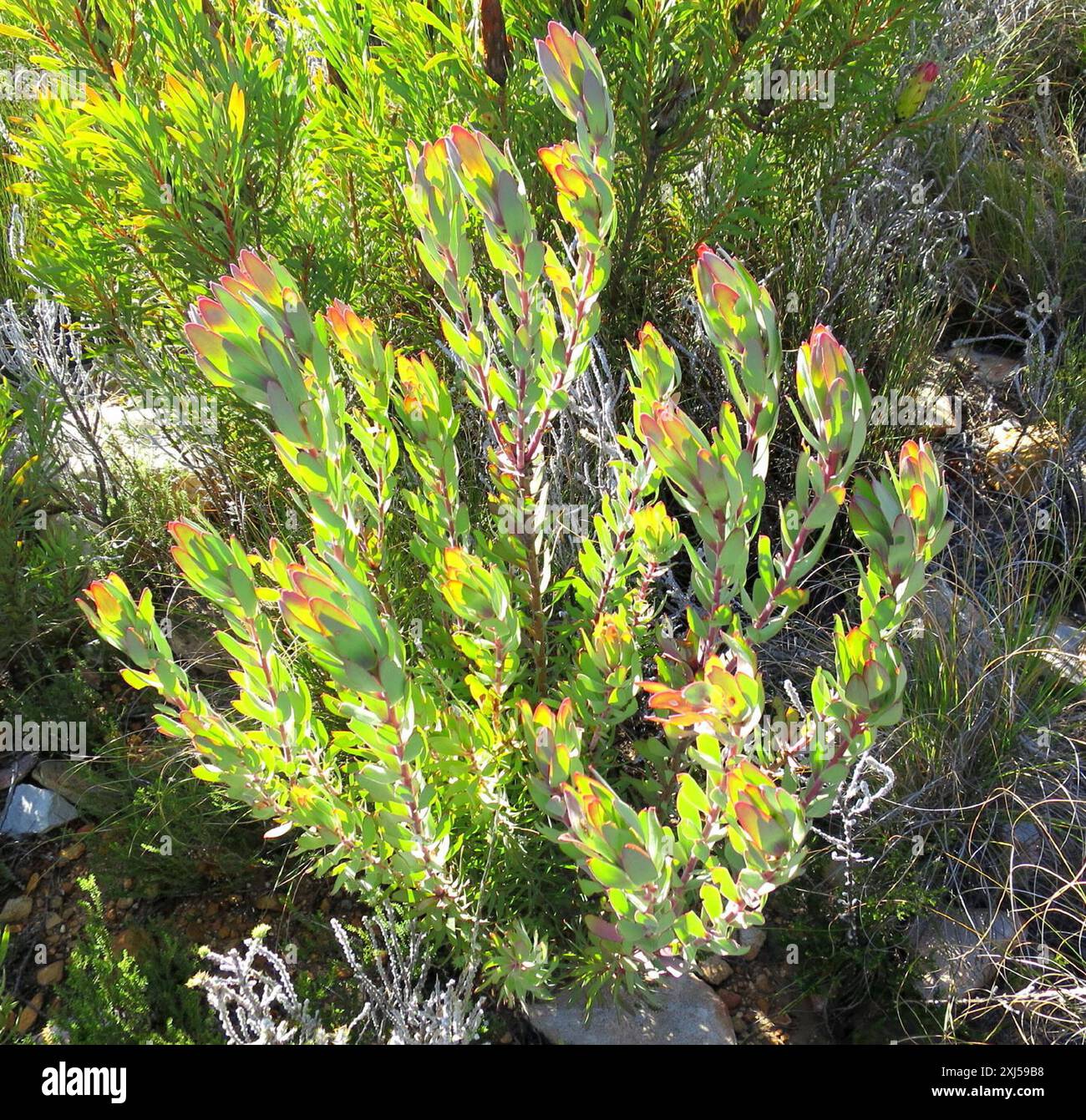 Sun Conebushes (Nucifera) Plantae Stock Photo