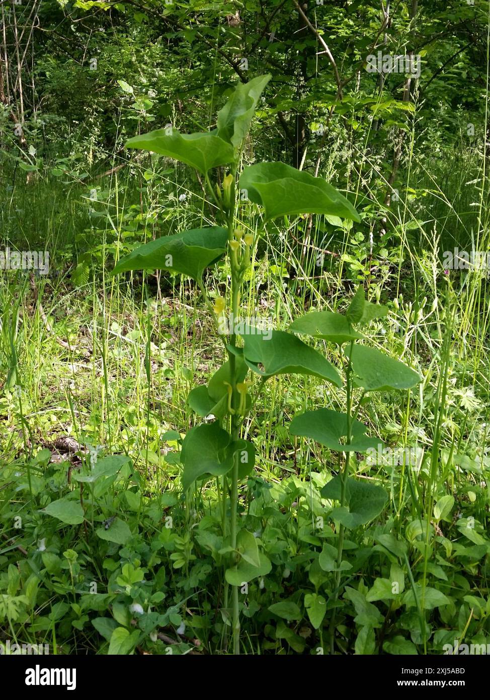 Birthwort (Aristolochia clematitis) Plantae Stock Photo - Alamy