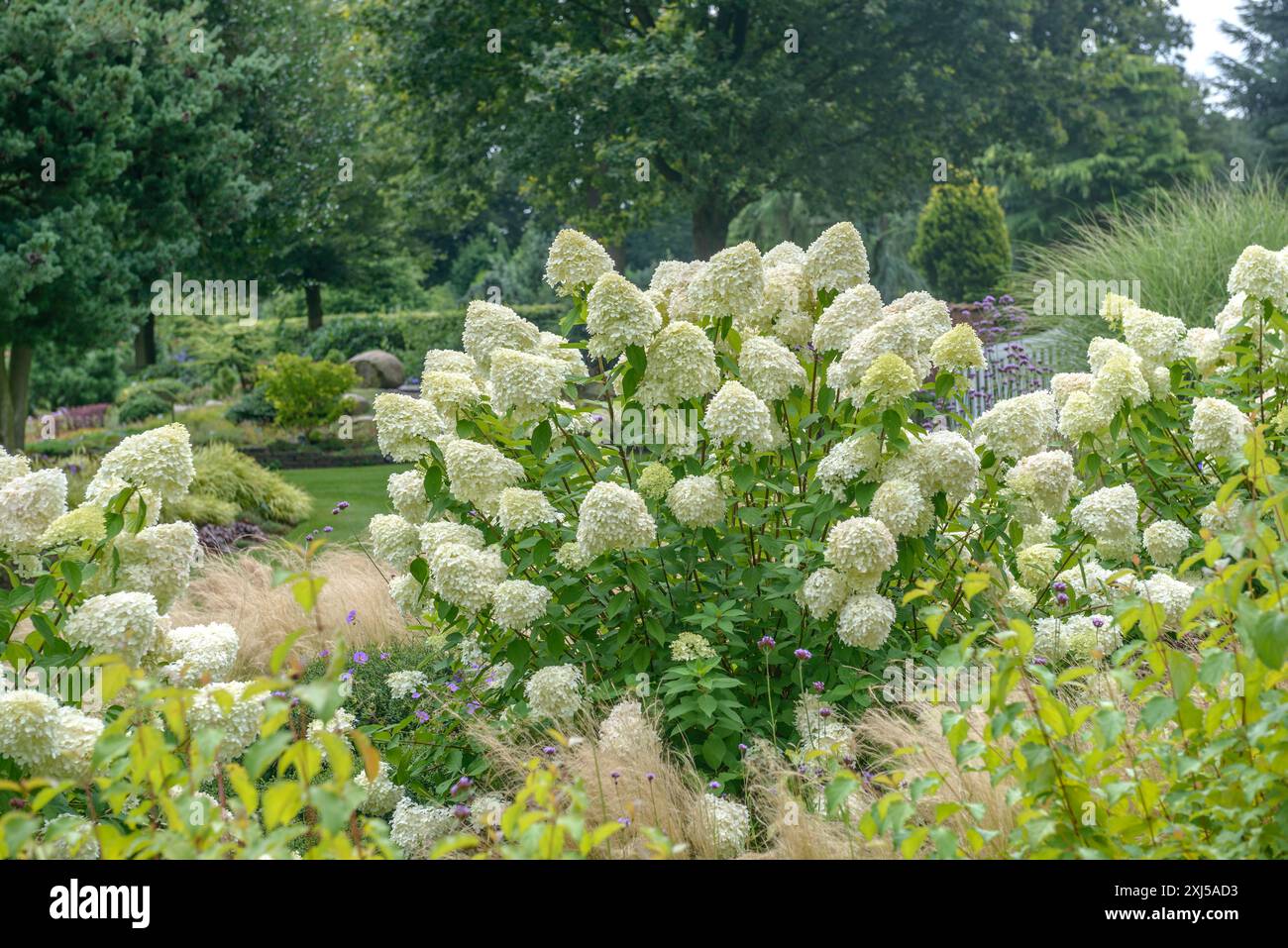 Panicle hydrangea (Hydrangea paniculata 'Limelight' Stock Photo - Alamy