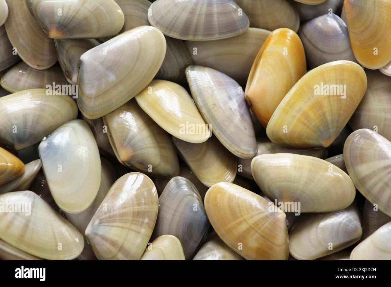 Tellen Shells Tellin shell hi-res stock photography and images - Alamy