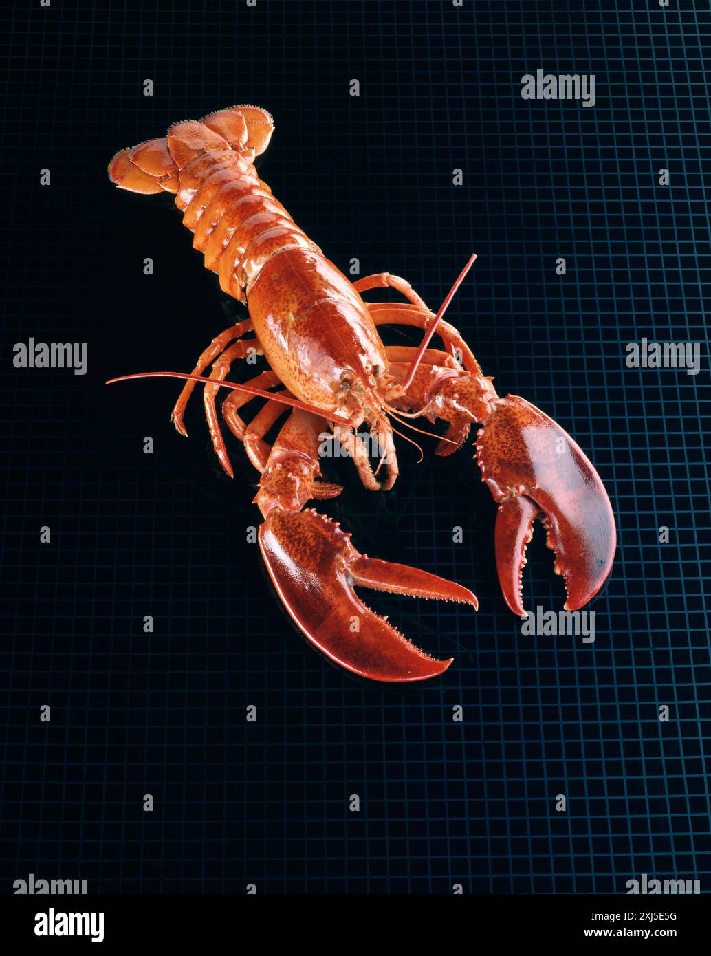 Orange lobster hi-res stock photography and images - Alamy