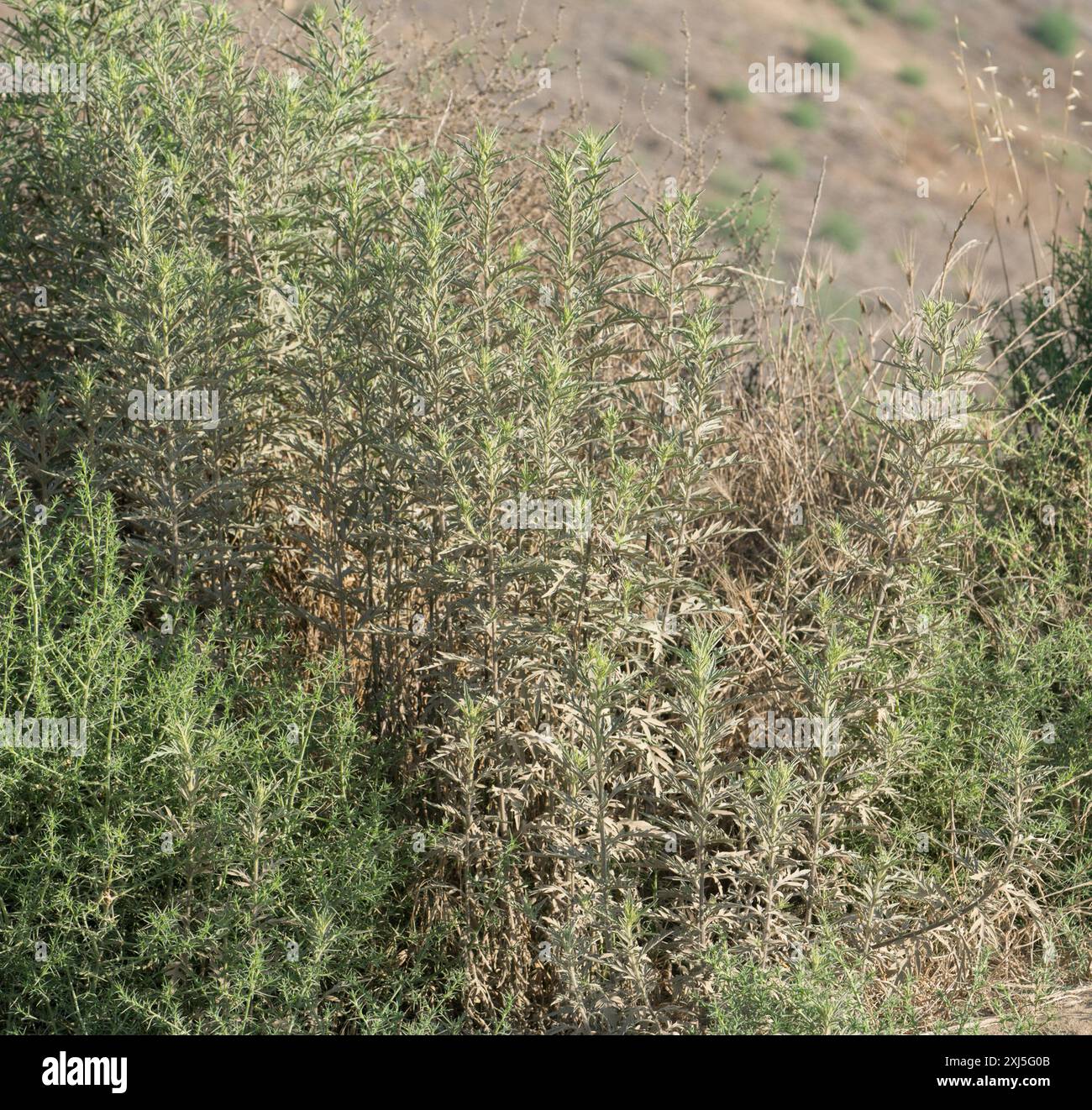 Ragweeds (Ambrosia) Plantae Stock Photo - Alamy