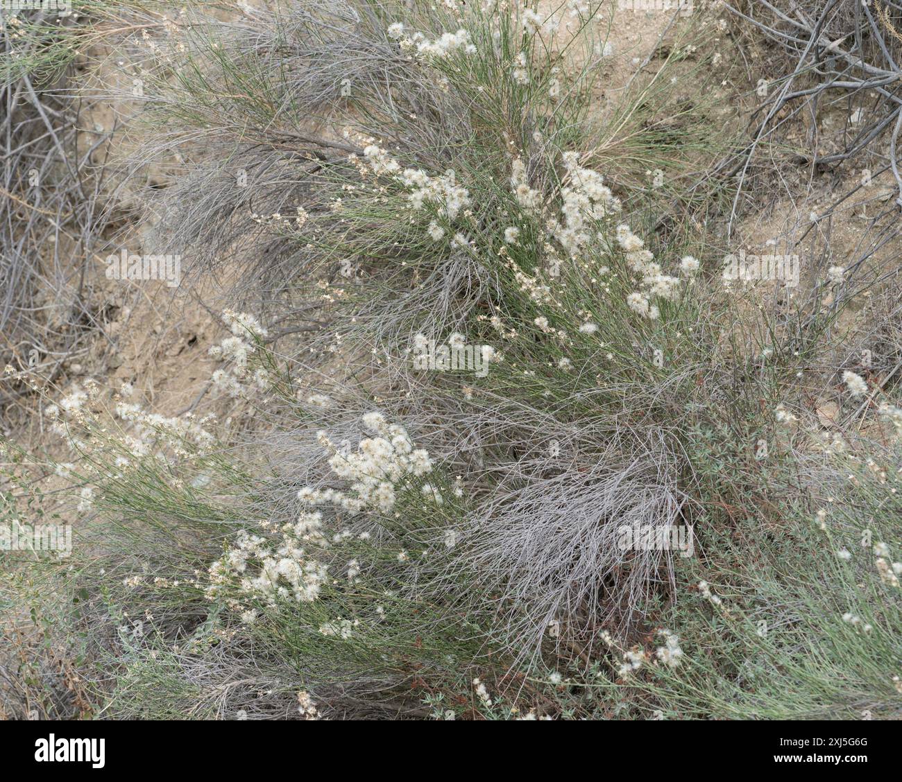 California Broomsage (Lepidospartum squamatum) Plantae Stock Photo - Alamy