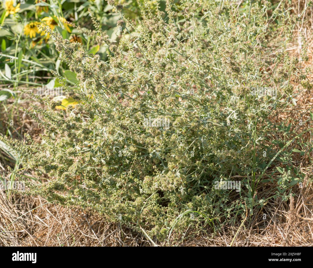 Ragweeds (Ambrosia) Plantae Stock Photo - Alamy