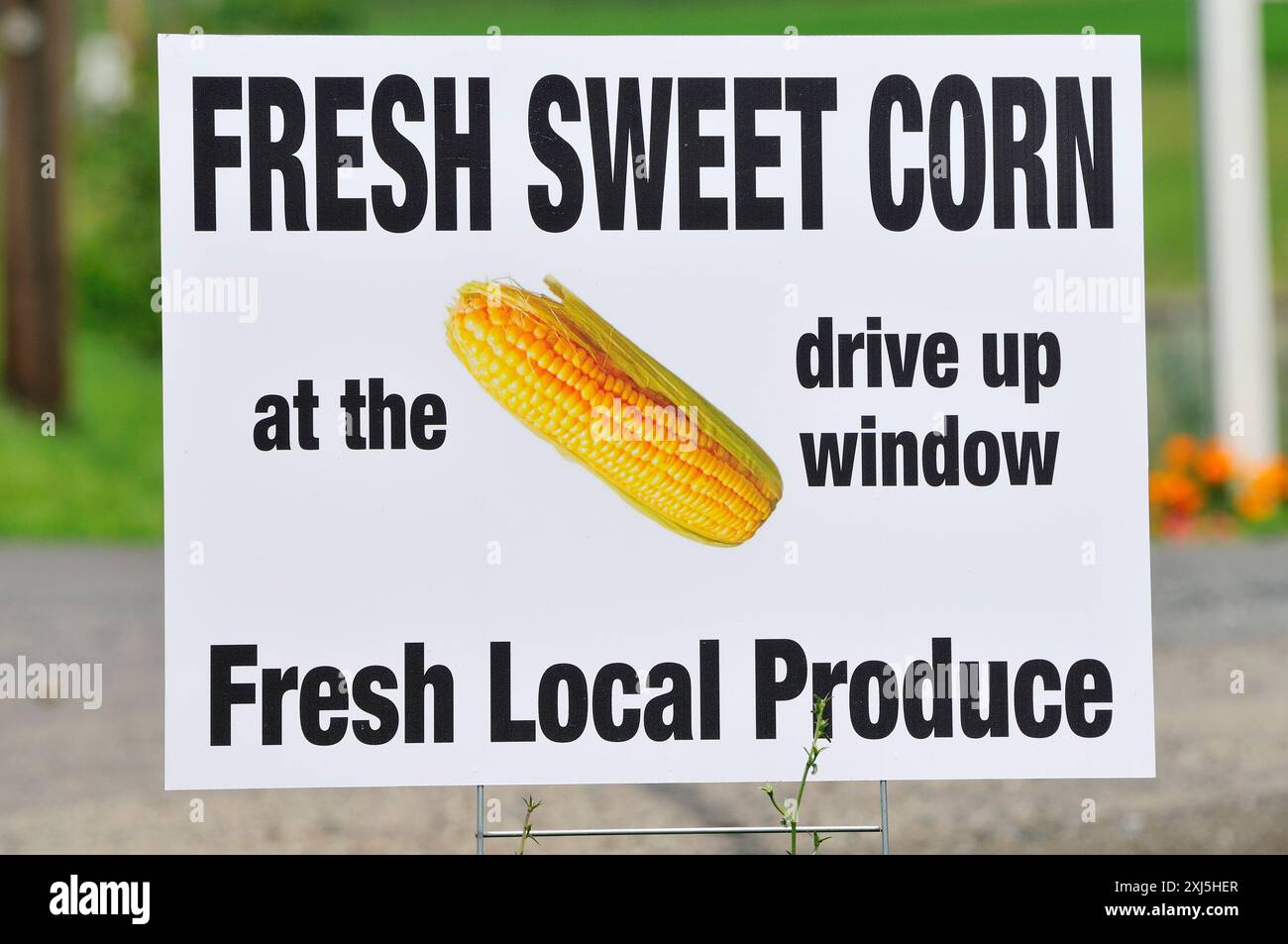 Cornut Sign Corn for sale sign Stock Photo - Alamy