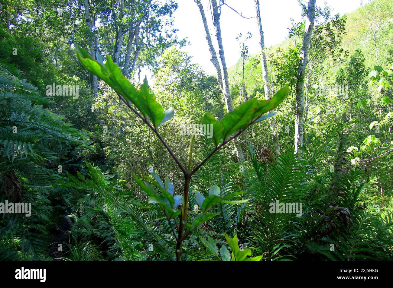 butterspoon tree (Cunonia capensis) Plantae Stock Photo - Alamy