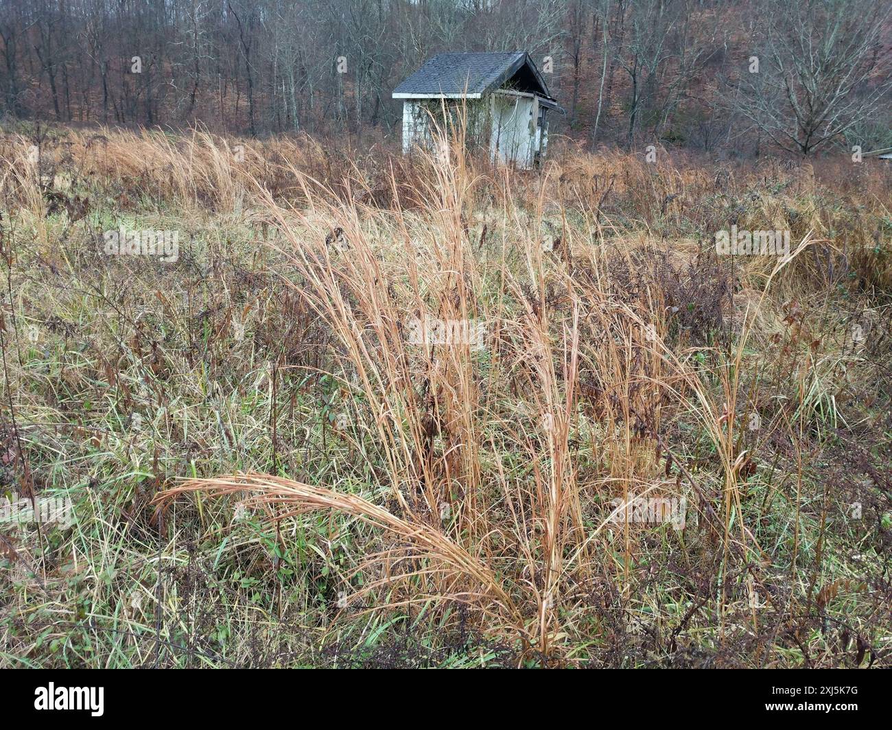 broomsedge bluestem (Andropogon virginicus) Plantae Stock Photo - Alamy