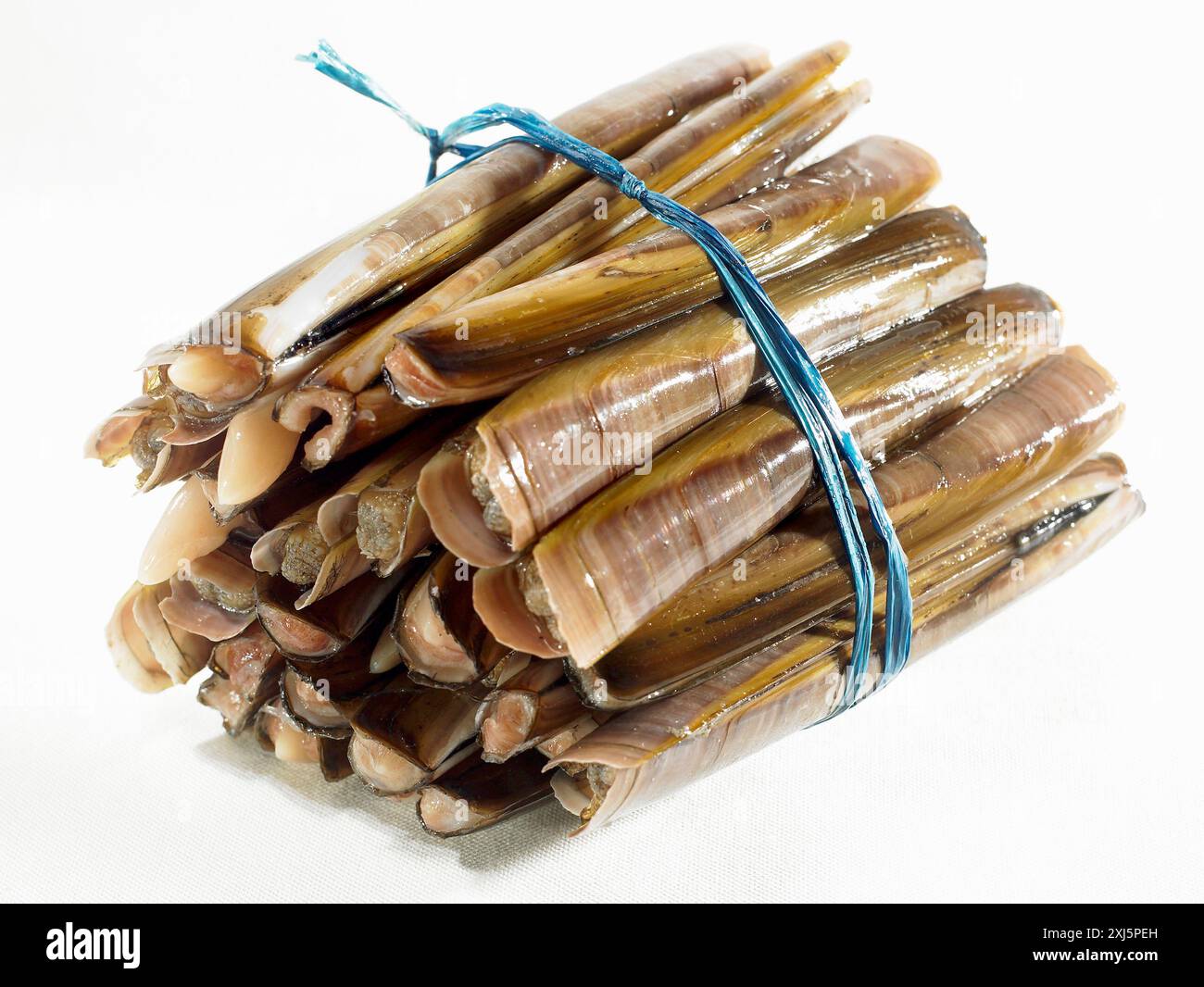 Razor shell white background hi-res stock photography and images - Alamy