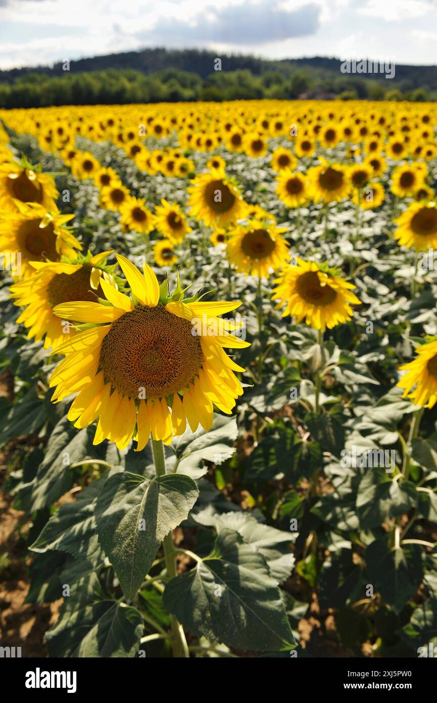 Field of sunflowers in Toscany Stock Photo - Alamy