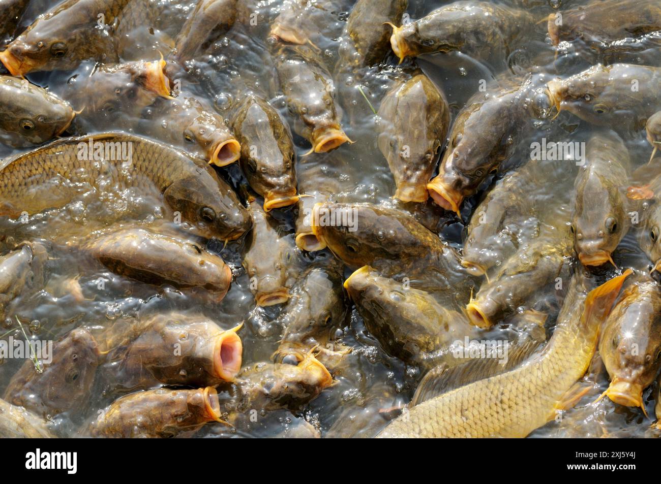 Breading carps Stock Photo