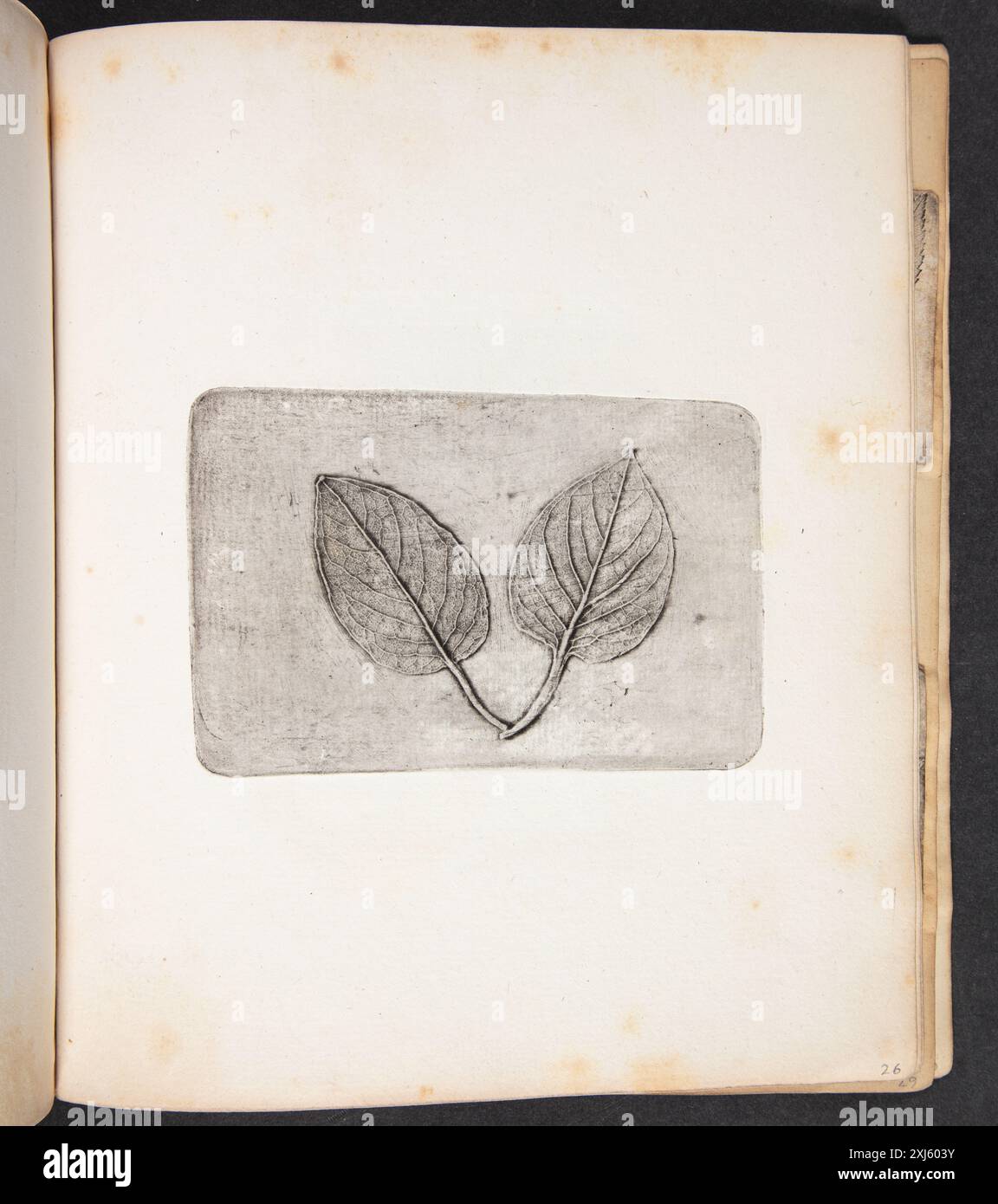 Pattern Intaglio Print Intaglio print showing imprints of multiple leaves, capturing their ...