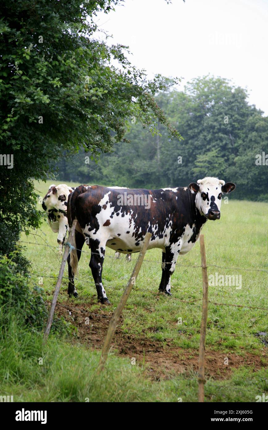 Cow Ina Feild Cow in a field Stock Photo - Alamy