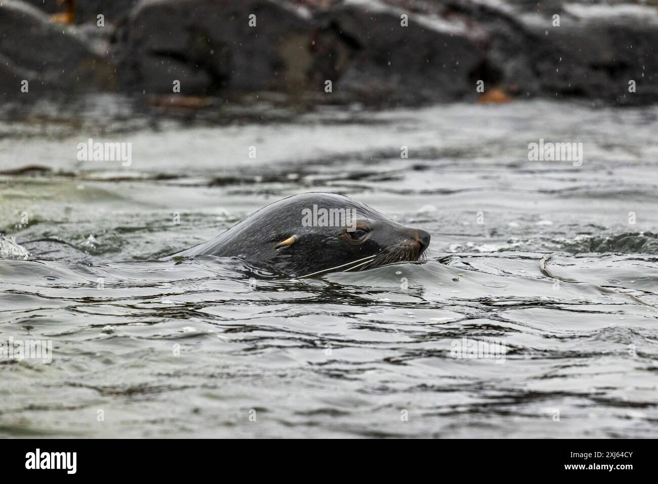 Fur Seal, Cooper Bay, South Georgia, Sunday, November 26, 2023. Photo: David Rowland / One-Image.com Stock Photo