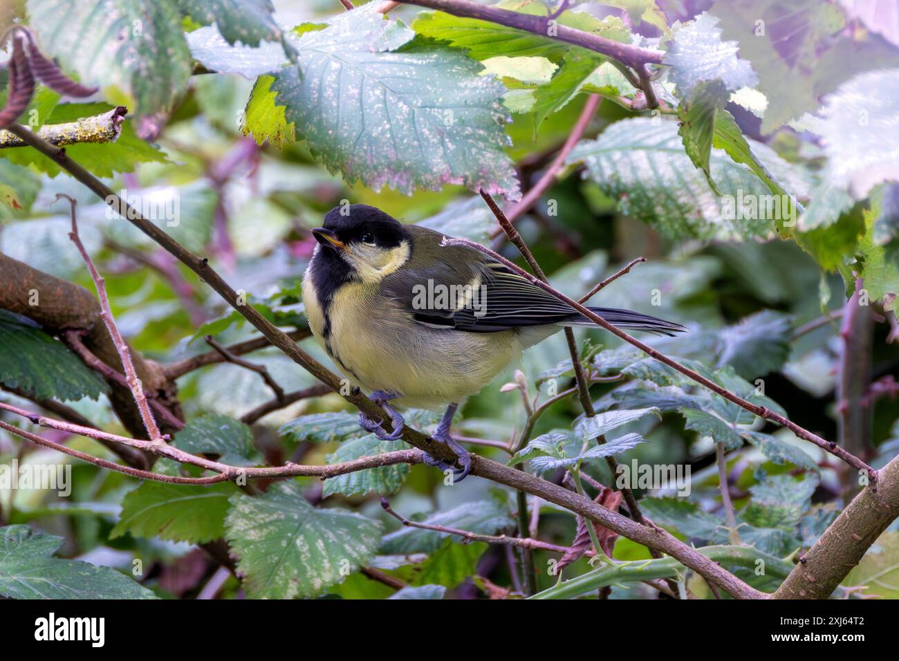 The Great Tit With Its Striking Black Head White Cheeks And Yellow the-great-tit-with-its-striking-black-head-white-cheeks-and-yellow