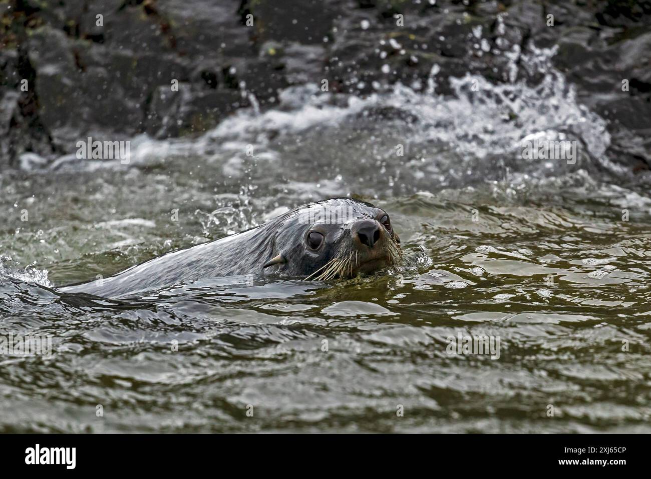 Fur Seal, Cooper Bay, South Georgia, Sunday, November 26, 2023. Photo: David Rowland / One-Image.com Stock Photo