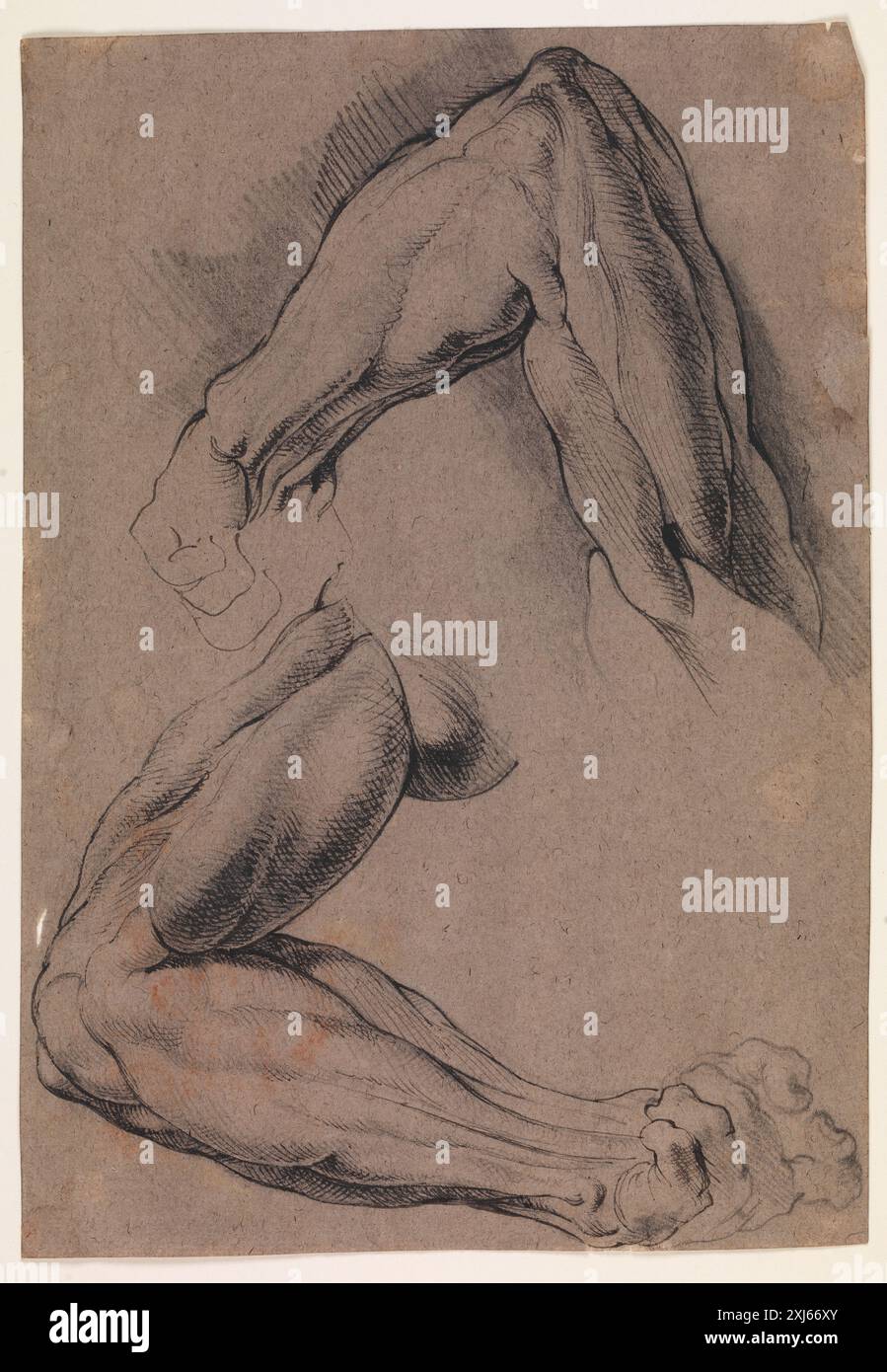 A drawing by Willem Panneels (1600-1634) showing two studies of a man's ...