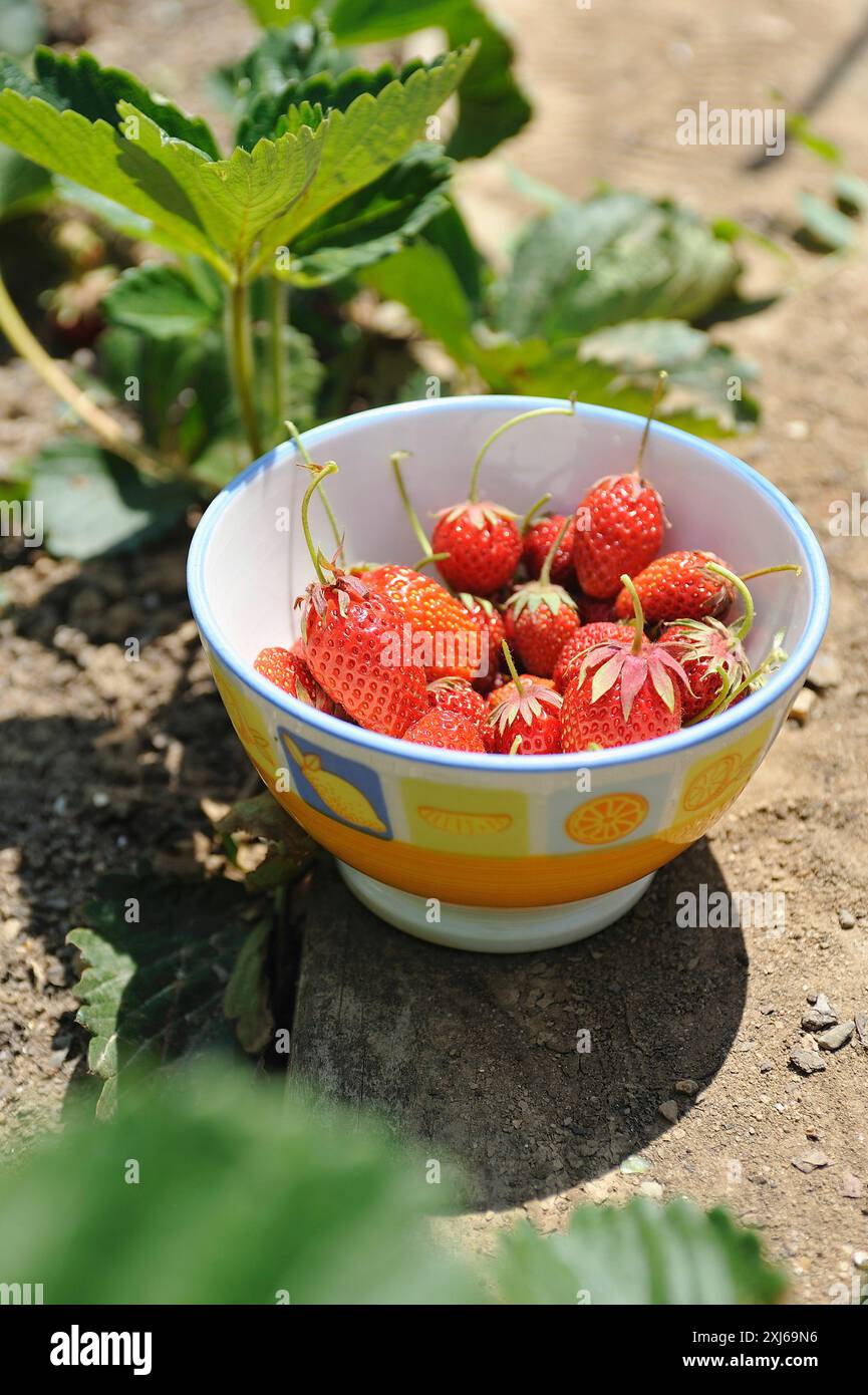 Strawberries from the garden hi-res stock photography and images - Alamy