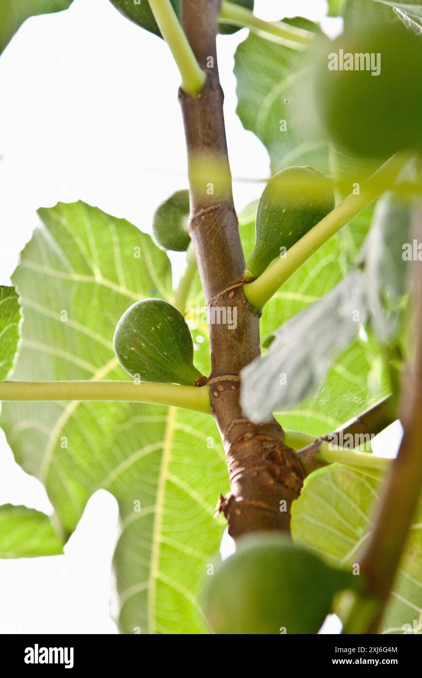 Focus on green fig tree hi-res stock photography and images - Alamy