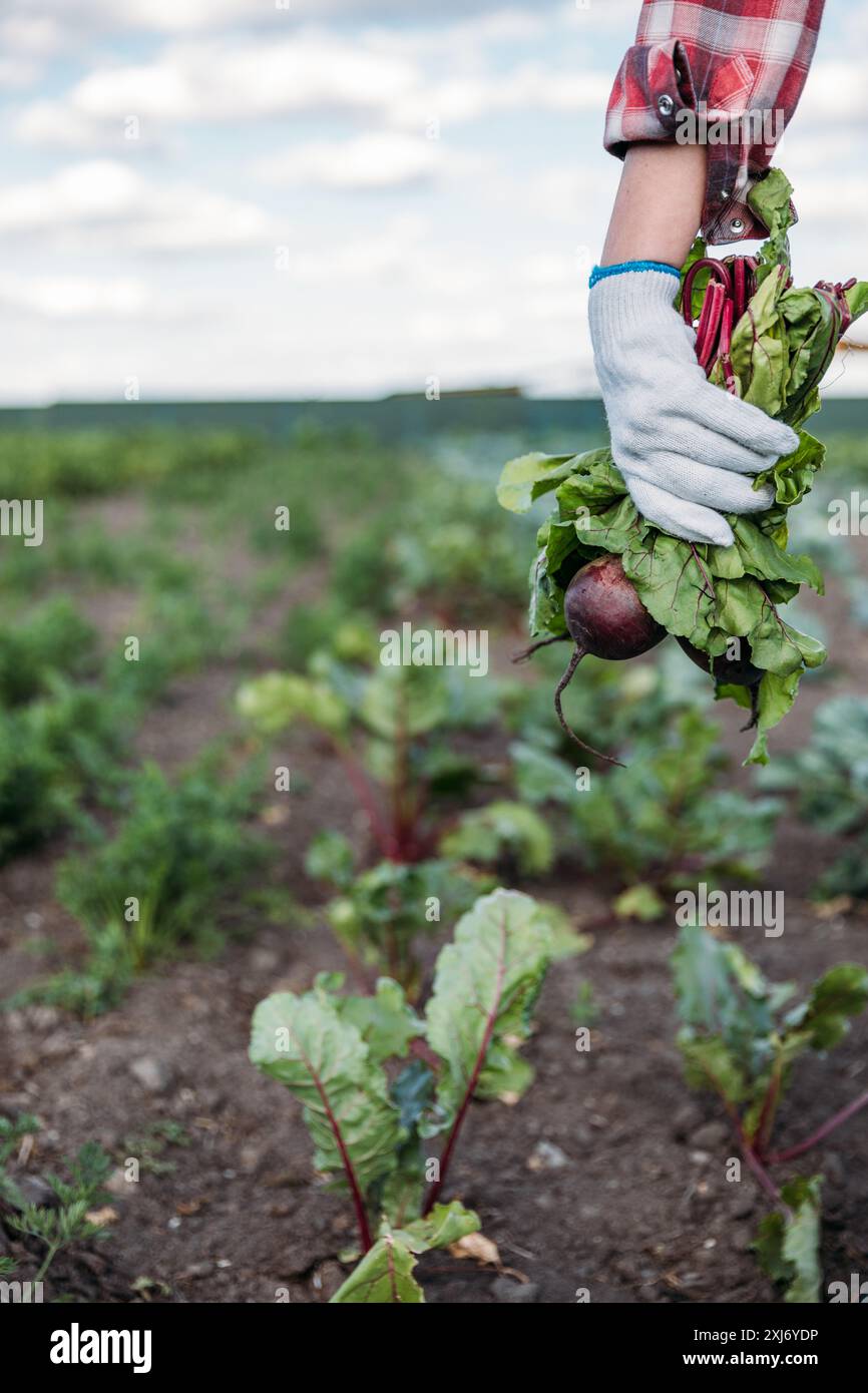Farmer holding beets in a field Stock Photo