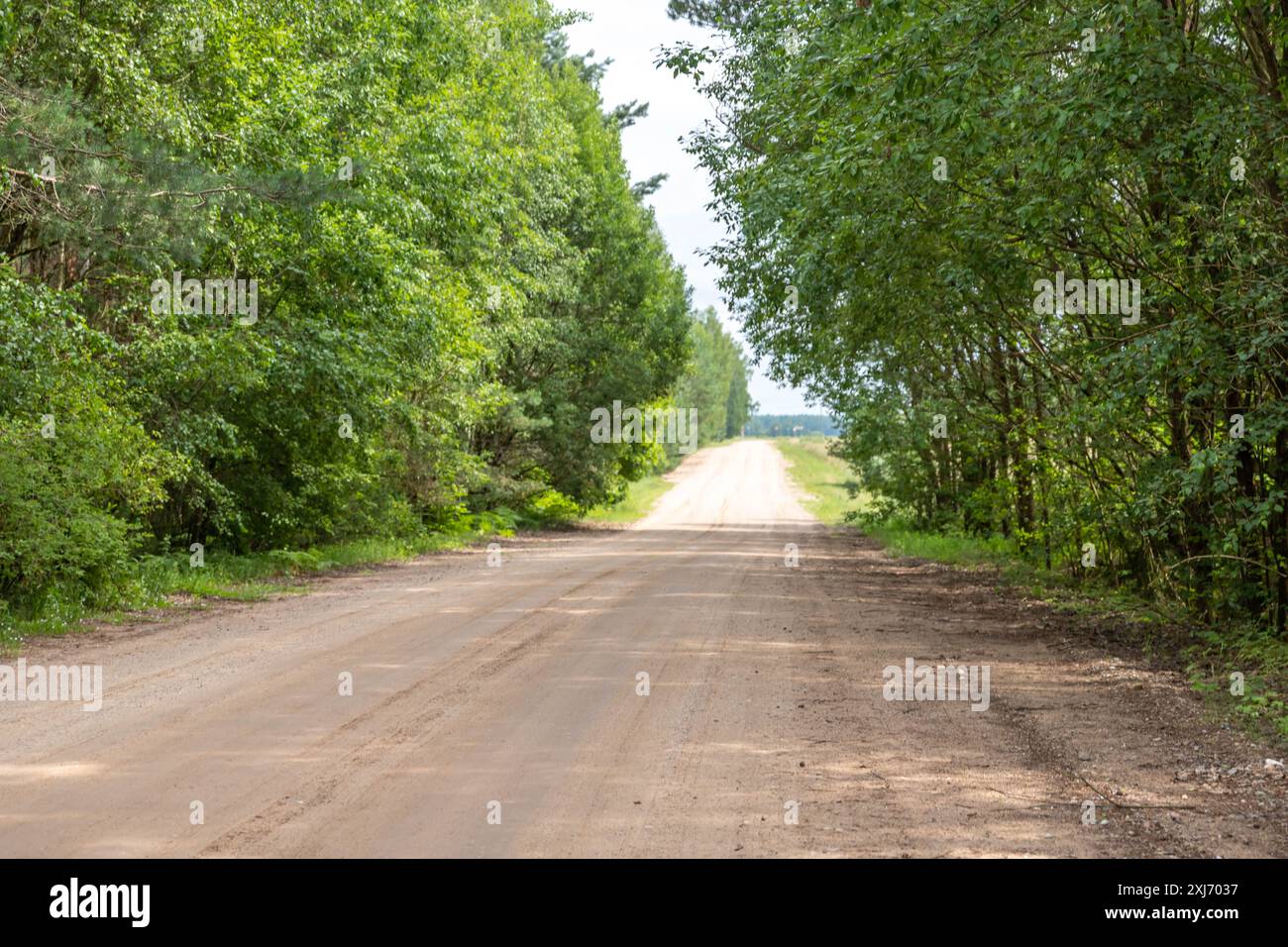 Sand road in the middle of autumn trees Stock Photo - Alamy
