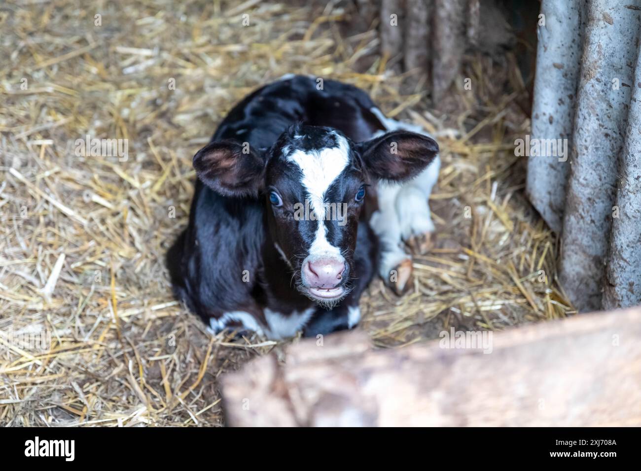 Portrait of calf lies in straw on farm. Newborn animal Stock Photo - Alamy
