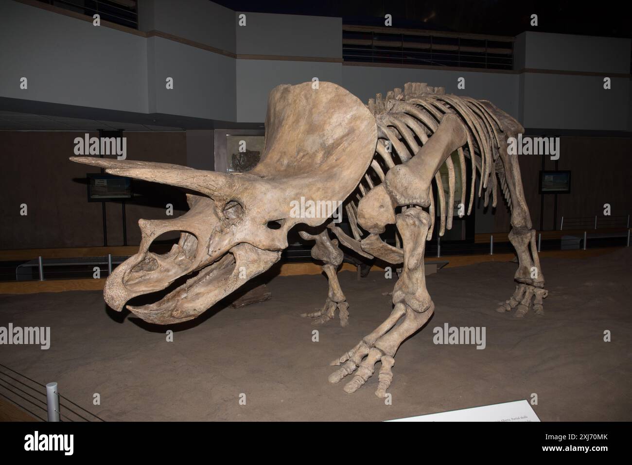 Royal Tyrrell Museum of Palaeontology in Drumheller in Alberta provides with 160,000 cataloged fossils the largest collection of fossils in Canada Stock Photo - Alamy