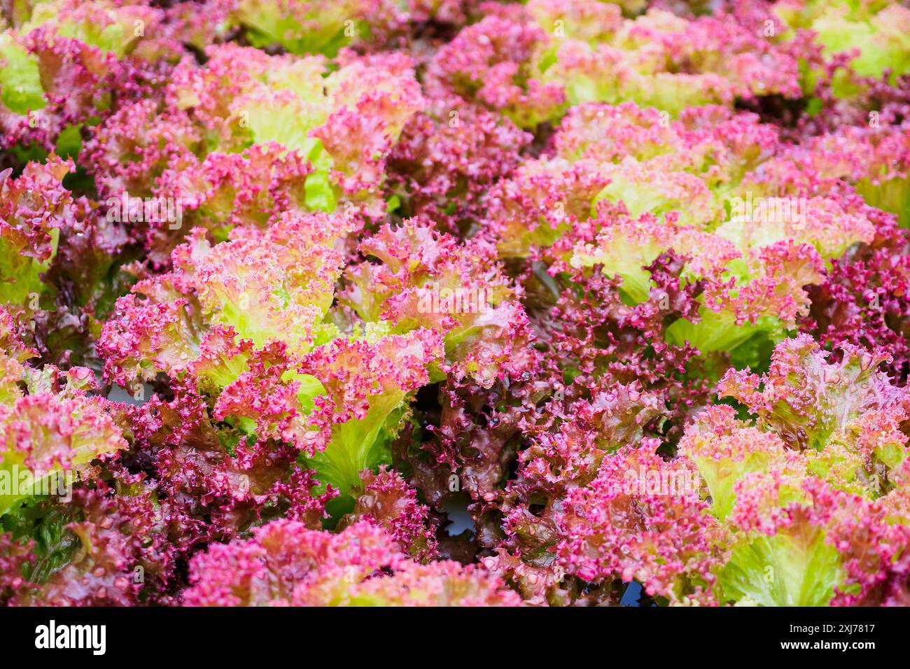 Red Lollo Fresh organic Lollo Rossa red leaves lettuce salad plant in hydroponics ...