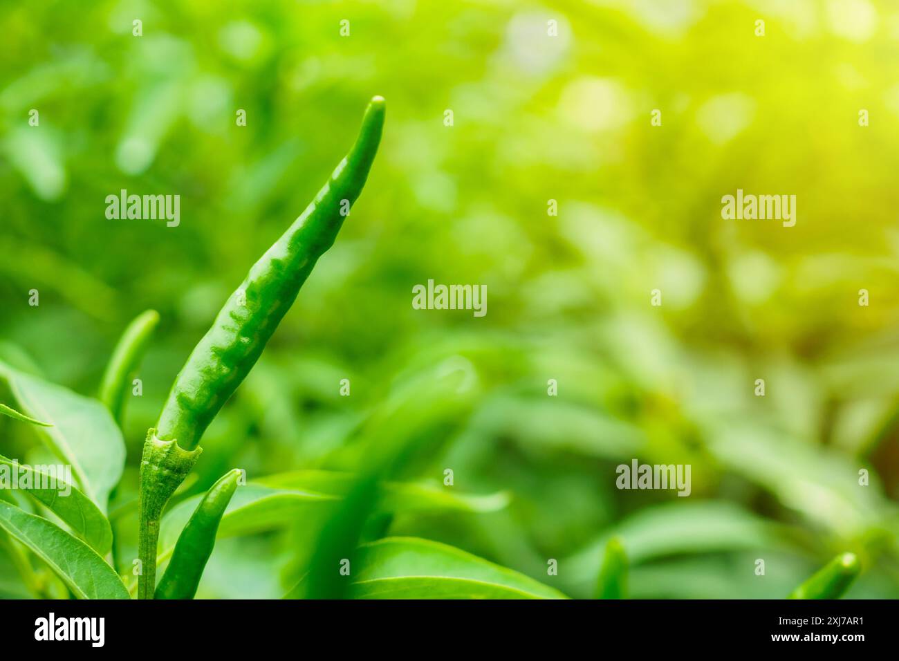 Chilli peppers plant hi-res stock photography and images - Alamy