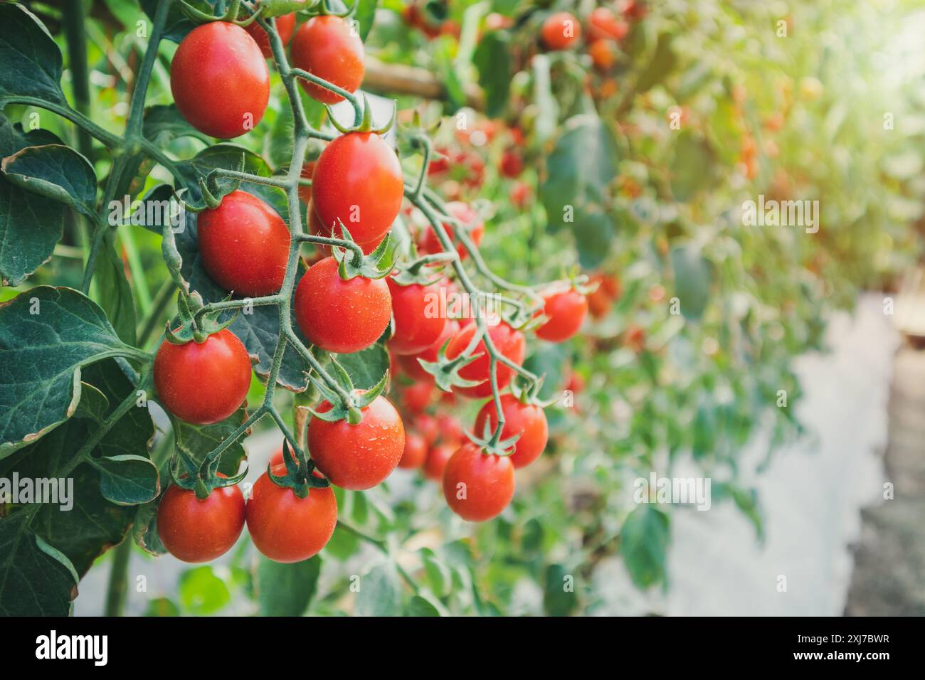 Fresh ripe red tomatoes plant growth in organic greenhouse garden ready ...